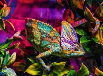 Dit is een foto van het spel Chameleon - 500 stukjes te koop bij Speldorado Spellenwinkel Delft