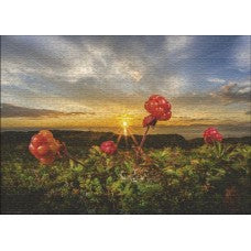 Dit is een foto van het spel Cloudberries te koop bij Speldorado Spellenwinkel Delft