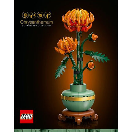 Chrysanten 10368 Botanical