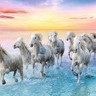 Paarden in galop puzzel 500 stukjes