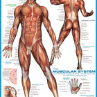 The Muscular System (1000)