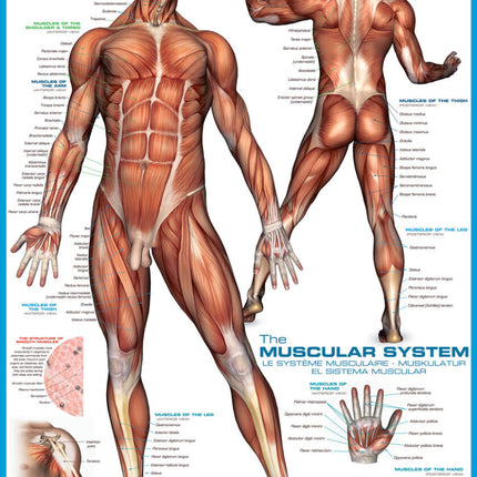 The Muscular System (1000)