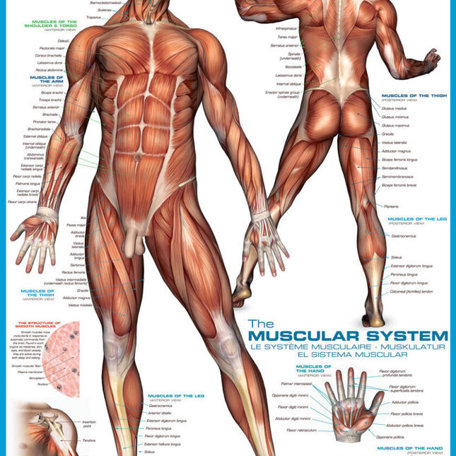 The Muscular System (1000)
