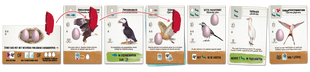 Wingspan Pocket