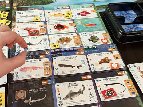 Finspan Sharks & Reefs Expansion