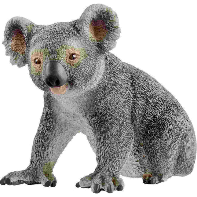 afbeelding artikel Koalabeer