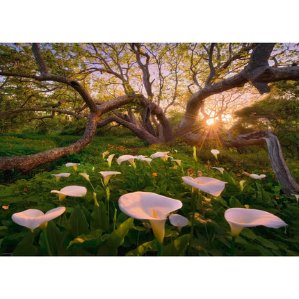 Dit is een foto van het spel Puzzelcalla,Magic Fo te koop bij Speldorado Spellenwinkel Delft
