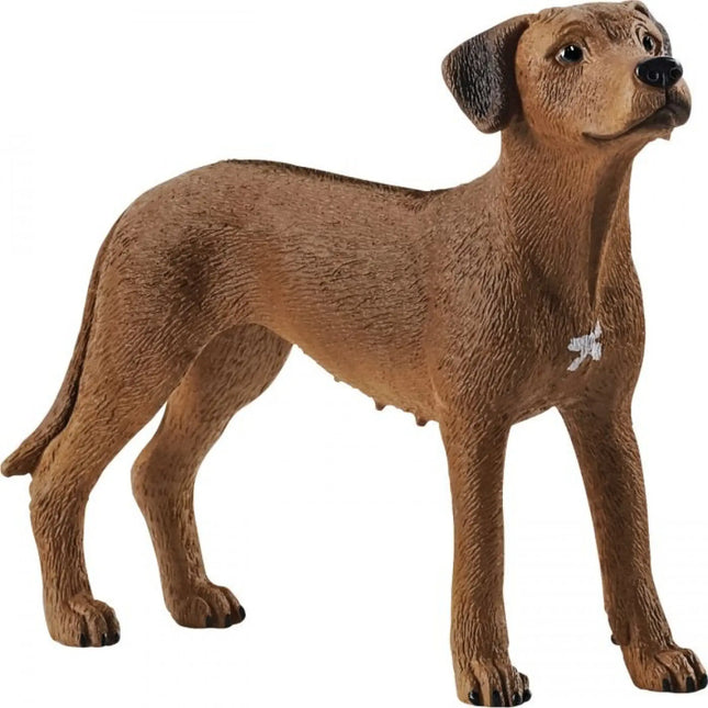 afbeelding artikel Rhodesian Ridgeback