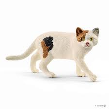 American Short -Haired Cat - 13894
