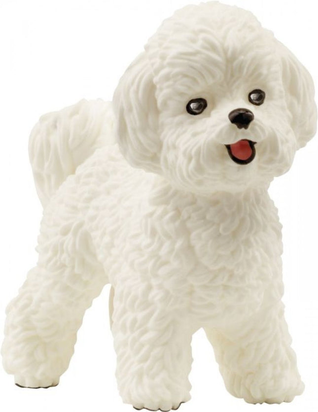 Bichon Frisé - 13963