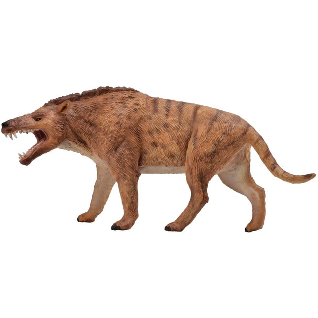 Andrewsarchus, 3388772 van Dam te koop bij Speldorado !